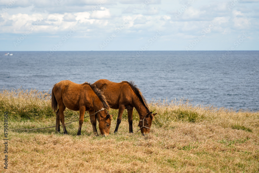Horses quietly grazing on the beach