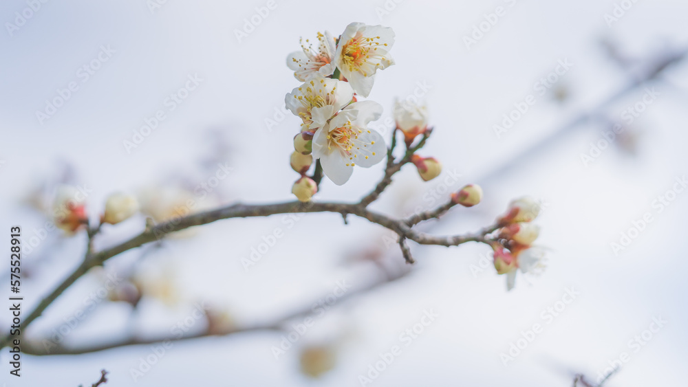 梅の花 綾部山梅林 梅の花 綾部山梅林