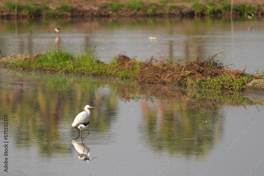 In the watery fields, egrets and egrets are walking in search of shellfish and fish for food.