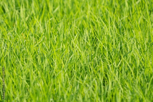 Field with beautiful green rice plants for background image.