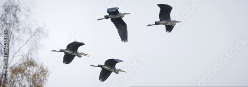 Gray Heron Ardea cinerea. Many herons fly. Flight of birds © Liubov Kartashova