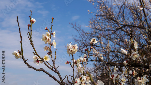 開花した梅（Prunus mume）の枝／バラ科 © yumiko