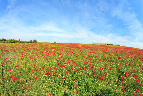 Fotografi Blooming red anemones