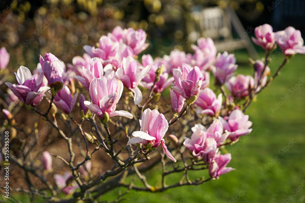 Beautiful magnolia pink flowers on tree, spring mood concept Beautiful magnolia pink flowers on tree, spring mood concept