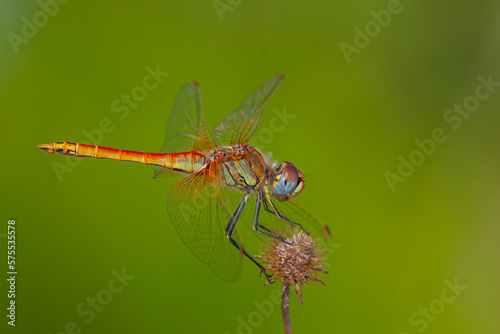 a anisoptera dragonfly sits on a stalk in a meadow