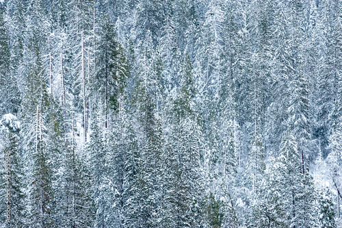 Telephoto shot of the snow-covered trees in Yosemite valley at Dawn. © Goldilock Project