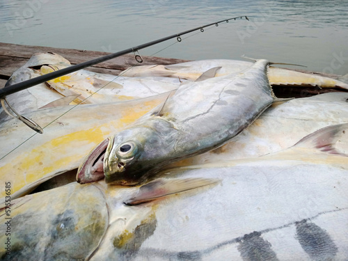 Queenfish fishing game at sea