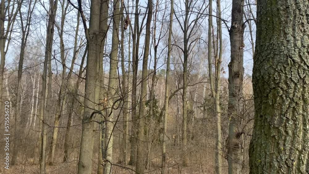 View of trees in park, spring time. Natural background. View of trees in park, spring time. Natural background.