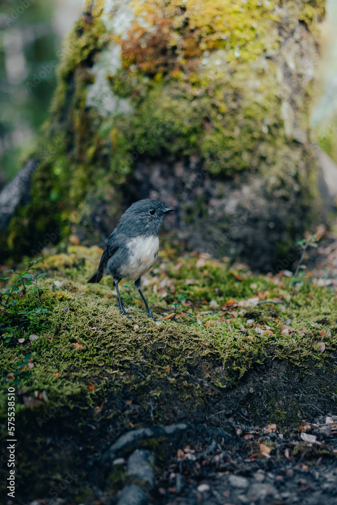 A high quality portrait shot of a fantail bird standing tall on a rock in the middle of a stunning forest. A high quality portrait shot of a fantail bird standing tall on a rock in the middle of a stunning forest.