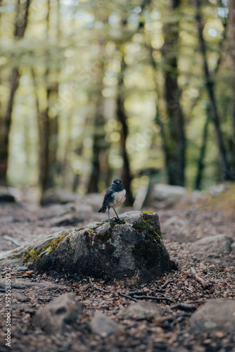 A high quality portrait shot of a fantail bird standing tall on a rock in the middle of a stunning forest.