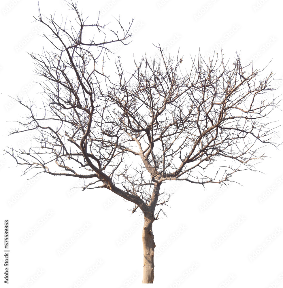 PNG death tree with removed original background for easy to drag and drop in new project PNG death tree with removed original background for easy to drag and drop in new project