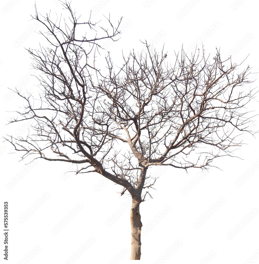 PNG death tree with removed original background for easy to drag and drop in new project