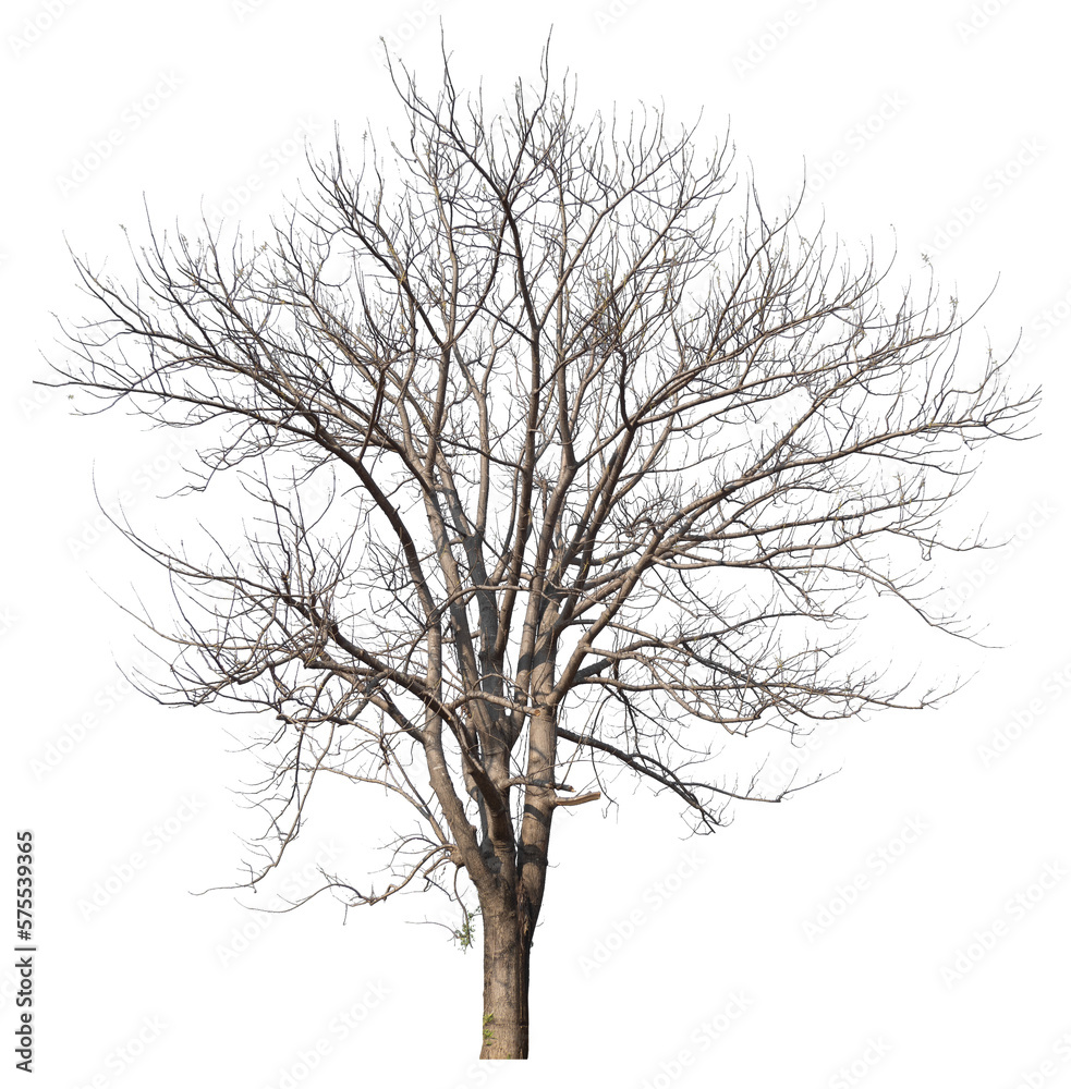 PNG death tree with removed original background for easy to drag and drop in new project PNG death tree with removed original background for easy to drag and drop in new project