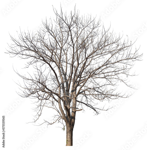 PNG death tree with removed original background for easy to drag and drop in new project © Piyapa