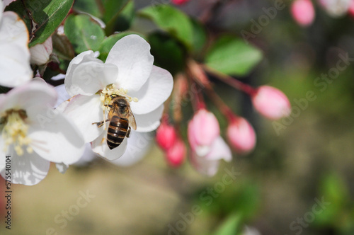 A bee stopped on a white flower gathering honey