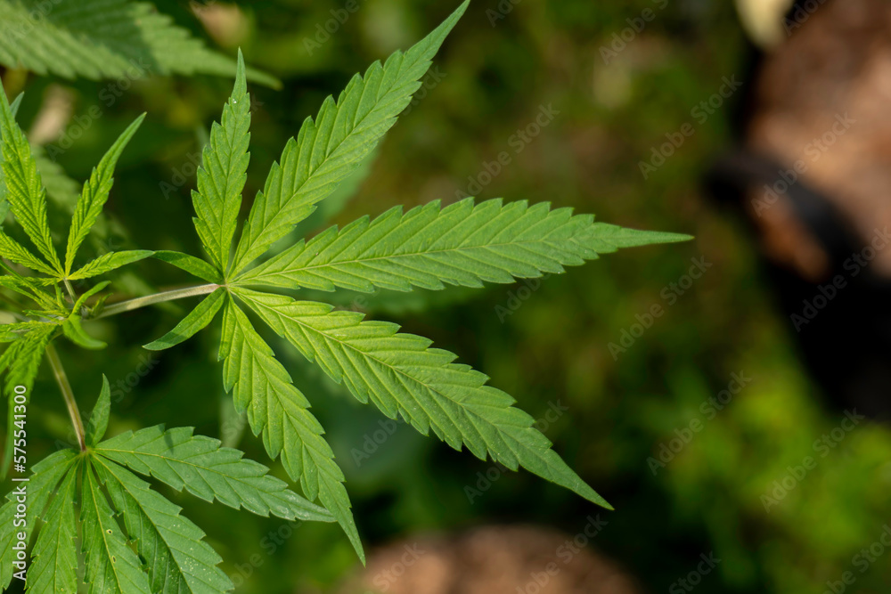 Close up green leaf of marijuana.Marijuana plants in garden Close up green leaf of marijuana.Marijuana plants in garden