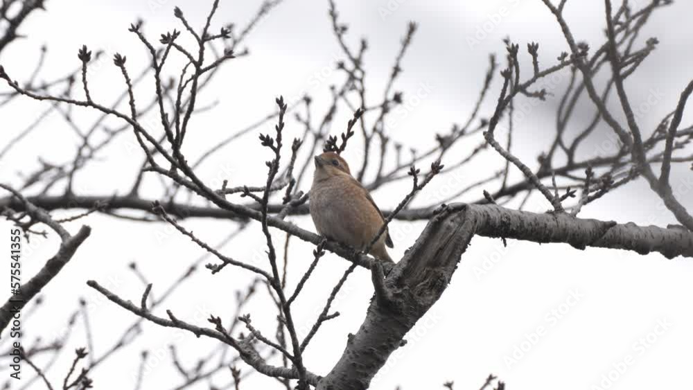 black headed shrike is hunting a warm black headed shrike is hunting a warm