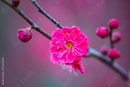 大阪城梅園の梅の花　紅梅 photo