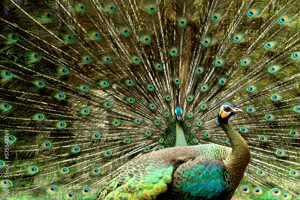 Fototapeta premium Beautiful Green Peafowl