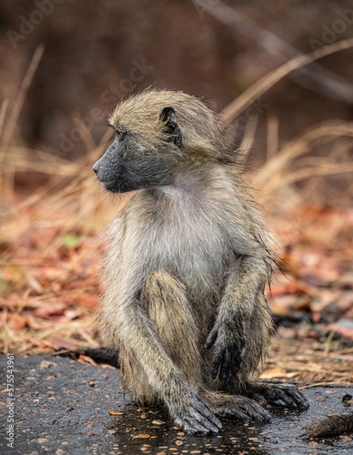 Chacma Baboon - Papio Ursinus - in the Kruger National Park, South Africa