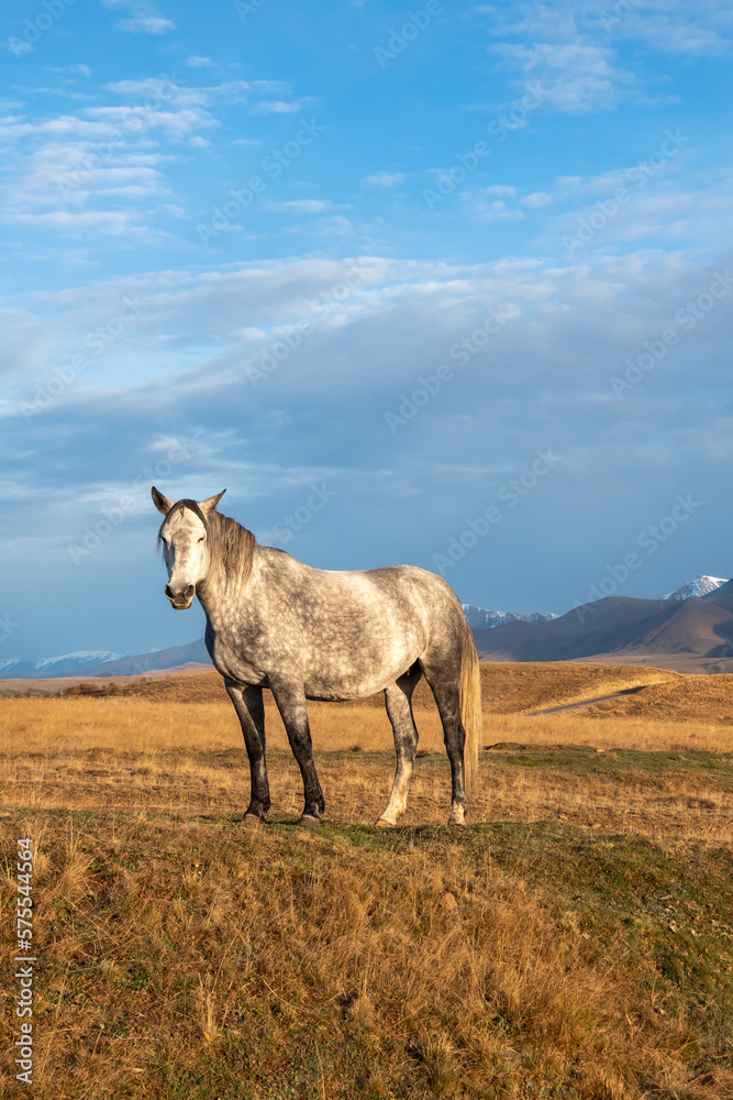 White horse on the background of a mountain peak.  Beautiful horses in an autumn meadow poses against the background of a white snow-covered mountain. Vertical view.