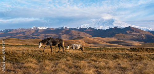 Two wild white and brown horses go on the mountain pasture. Beautiful horses in an autumn meadow poses against the background of a white snow-covered Elbrus mountain. Wide panoramic view.