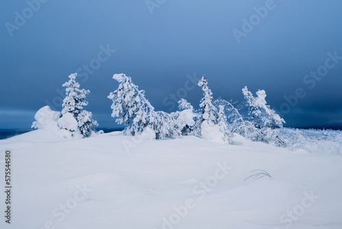 Harsh northern winter snow-covered frosty natural background with a frozen trees. Minimalistic landscape with naked snowy trees in a winter field. Amazing scene in blue cloudy and foggy weather.
