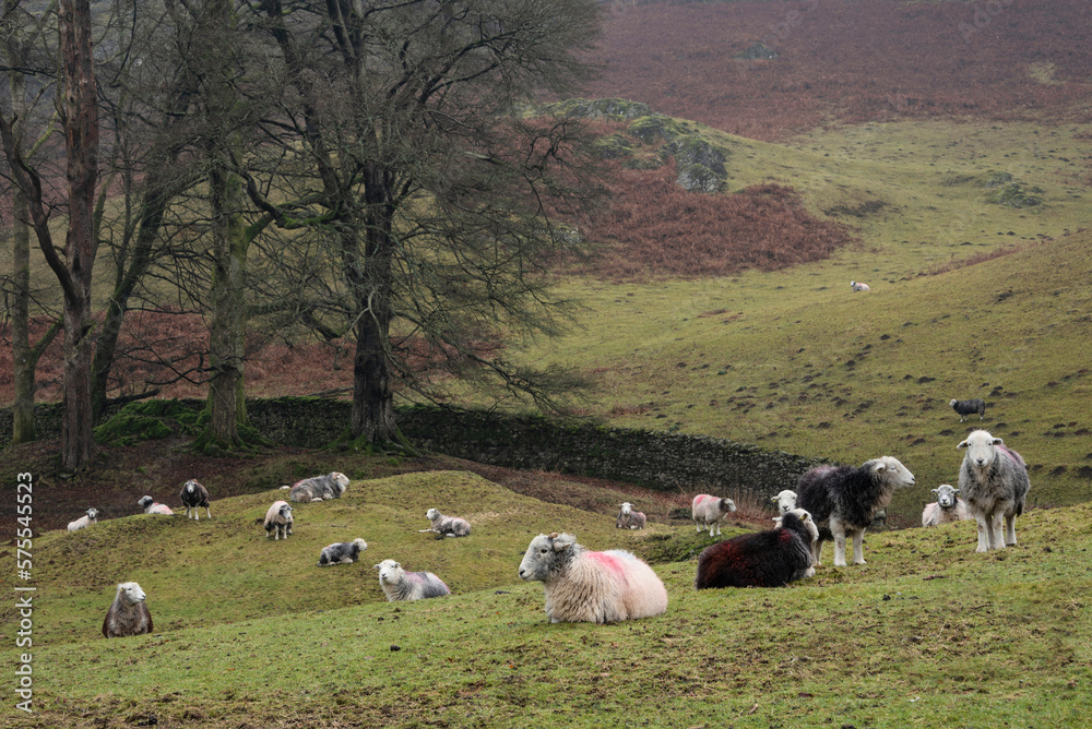 Beautiful peaceful landscape image of sheep in farm alongside Loughrigg Tarn in Lake District on a Winter morning Beautiful peaceful landscape image of sheep in farm alongside Loughrigg Tarn in Lake District on a Winter morning