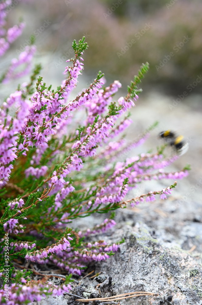 Bee landing on heather