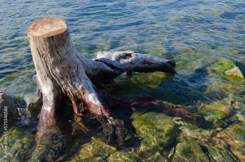 The old stump was carried to the rocky shore of the lake. A sunny summer day.
