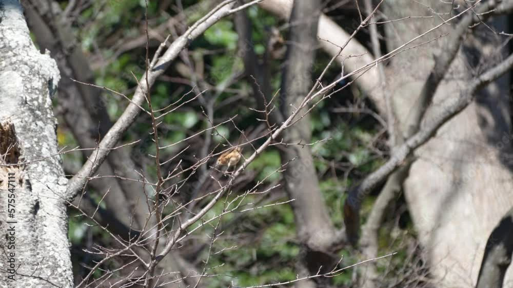black headed shrike hunts a warm black headed shrike hunts a warm
