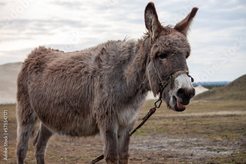 Fototapeta donkey in the field
