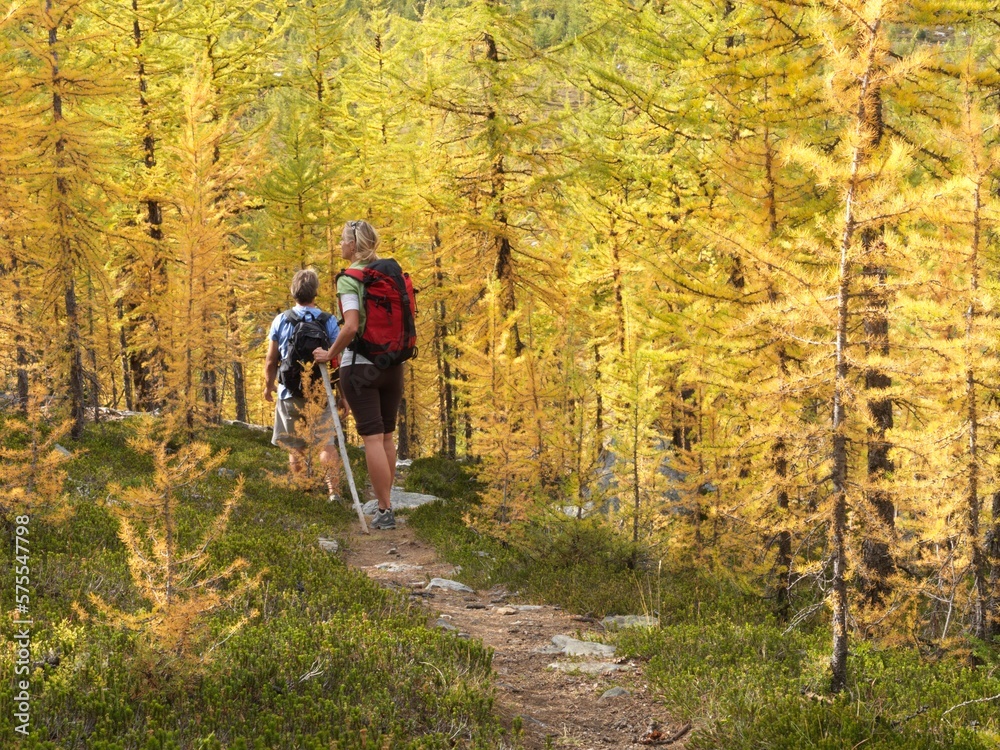 Hiking couple follow trail through autumn alpine larch forest Hiking couple follow trail through autumn alpine larch forest