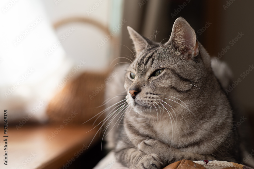 Obraz premium くつろぐ猫 サバトラ猫