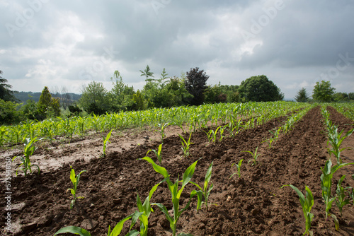 Low angle view of seedlings and crop rows in spring photo