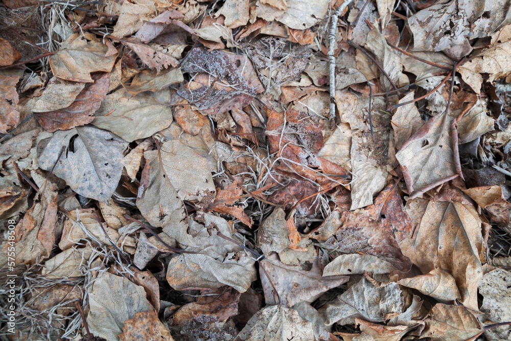 Dried fallen leaves, Mirror Lake State Wayside Park, Chugiak, Alaska.
