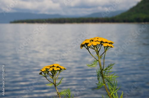 Yellow wildflowers against the background of the lake. Tansy.