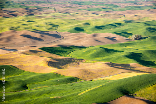 Scenic view of rolling hills in Palouse region, Garfield, Washington State, USA photo