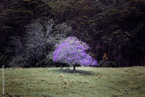 Purple tree is standing out with a regular green forest on a background, Australia photo