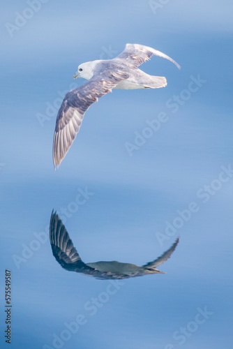 Fulmar flying above water surface, Iceland