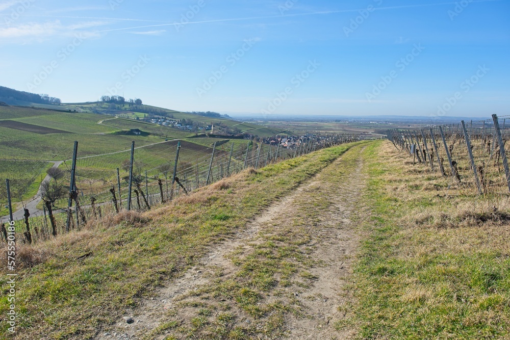 landscape at the vineyard in auggen in southern germany. 