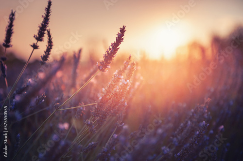 Blooming lavender flowers at sunset in Provence, France.