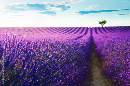 Blooming lavender fields at sunset in Provence  France
