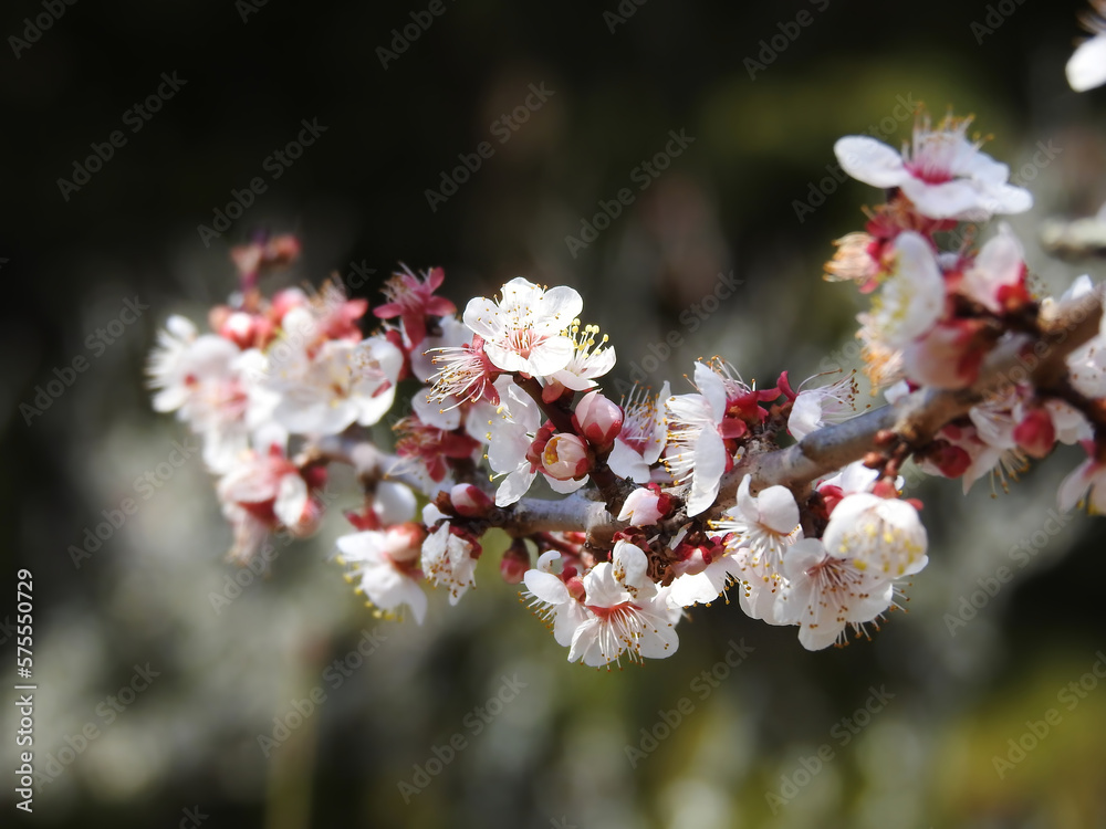 春を届ける空中軌道