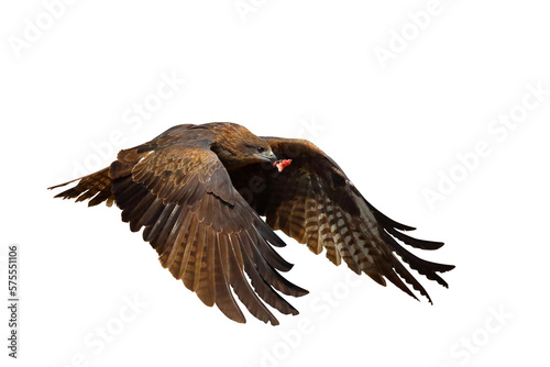 Black kite flying isolated on transparent background png file