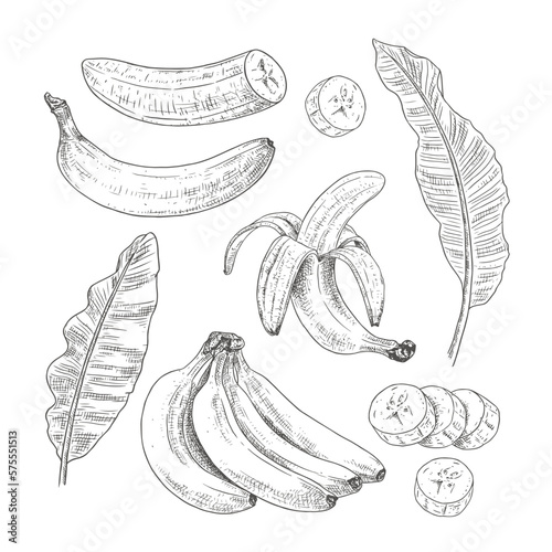 Hand drawn banana. Set sketches with banana branch  peeled  cut slices and banana tree leaves. Vector illustration isolated on white background.
