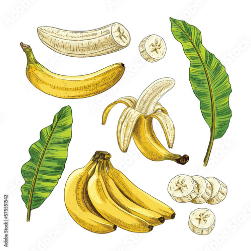 Hand drawn banana. Set sketches with banana branch, peeled, cut slices and banana tree leaves. Vector illustration isolated on white background.