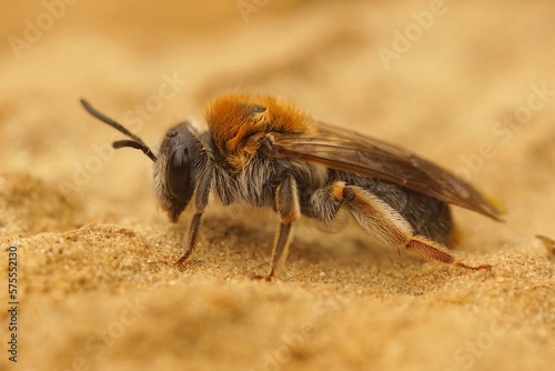 Close-up on a female Orange tailed mining bee, Andrena haemorrhoa sitting on the ground