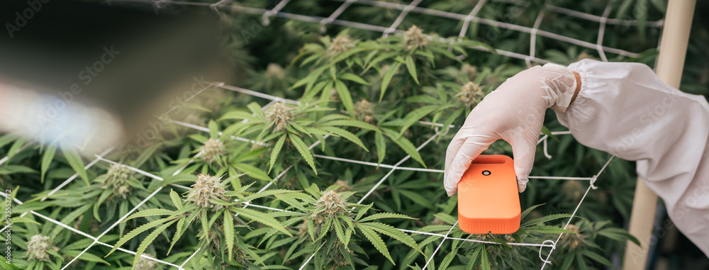 Fototapeta premium Device sensor on hand researcher, Check lighting and spectrum from LED in cannabis greenhouse. Cannabis farming control environment for medical industry. Selective focus.