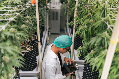 A man cannabis researcher checking and control environment on application in tablet. Cannabis marijuana greenhouse farm for medical industry. photo